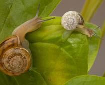 ABC-Snail-B.jpg