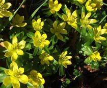 Aconites-B.jpg