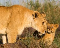 Action-Lion-B.jpg