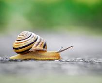 Action-Snail-B.jpg
