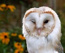 Active-Owl-B.jpg