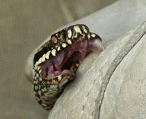 Adder-B.jpg