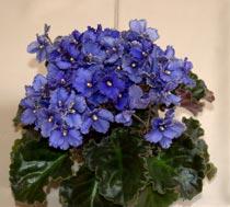 African-violet-B.jpg