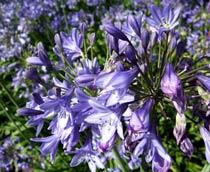 Agapanthus-B.jpg