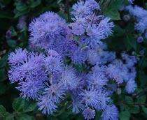 Ageratum-B.jpg