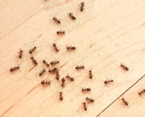 Agree-Ant-B.jpg