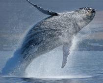 Agree-Whale-B.jpg