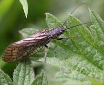 Alderfly-B.jpg