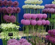 Allium-B.jpg