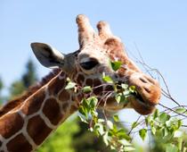 Alphabet-Giraffe-B.jpg