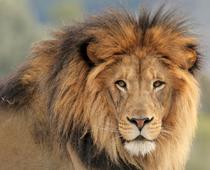 Alphabet-Lion-B.jpg
