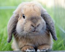 Alphabet-Rabbit-B.jpg