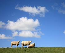 Alphabet-Sheep-B.jpg