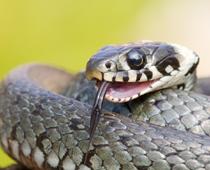 Alphabet-Snake-B.jpg