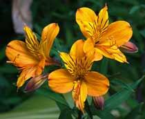 Alstromeria-B.jpg