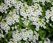 Alyssum-B.jpg