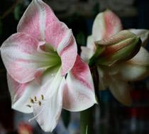 Amaryllis-B.jpg