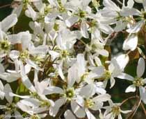 Amelanchier-B.jpg