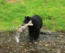American-Black-Bear-B.jpg