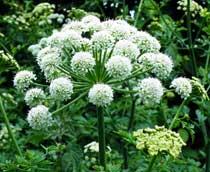Angelica-B.jpg