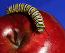 Animal-Caterpillar-B.jpg