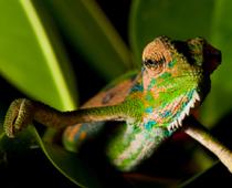 Animal-Chameleon-B.jpg