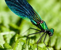 Animal-Dragonfly-B.jpg