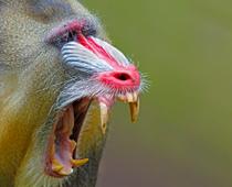 Animal-Mandrill-B.jpg