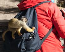Animal-Monkey-B.jpg