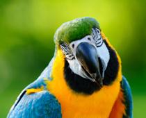 Animal-Parrot-B.jpg