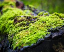 Animal-or-Plant-10-s.jpg