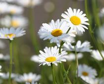 Animal-or-Plant-3-s.jpg