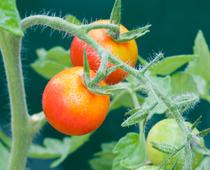 Animal-or-Plant-4-s.jpg