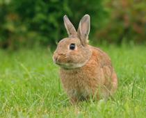 Animal-or-Plant-5-s.jpg