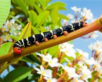 Animal-or-Plant-7-s.jpg
