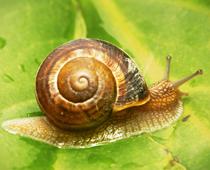 Animal-or-Plant-9-s.jpg