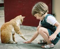 Animals-1-s.jpg