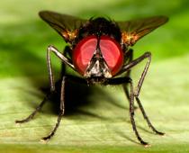 Animals-10-s.jpg