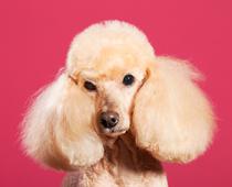 Animals-2-s.jpg