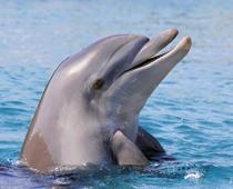 Animals-5-s.jpg