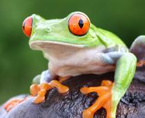 Animals-6-s.jpg