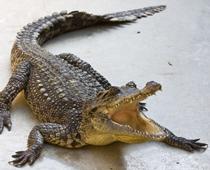 Animals-7-s.jpg