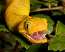 Animals-8-s.jpg