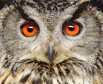 Animals-9-s.jpg
