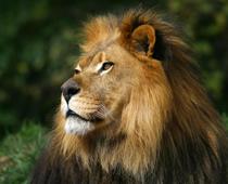Animals-Around-the-World-1-s.jpg