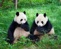 Animals-Around-the-World-10-s.jpg