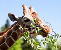 Animals-Around-the-World-2-s.jpg