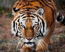 Animals-Around-the-World-3-s.jpg