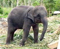 Animals-Around-the-World-4-s.jpg