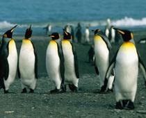 Animals-Around-the-World-5-s.jpg